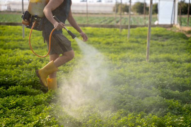 Best Pest Control for Homes  in Swifton, AR