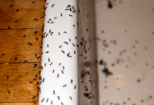 Best Mosquito Control Services  in Swifton, AR