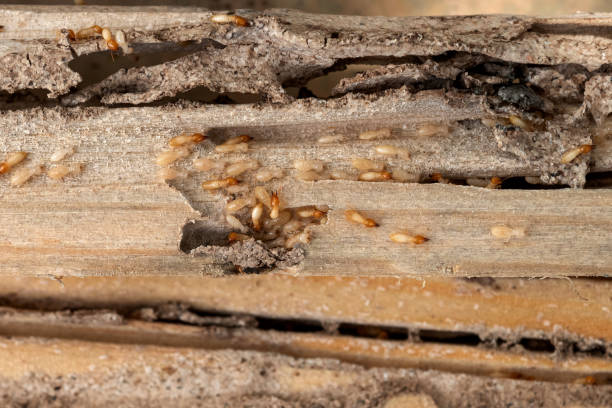 Best Local Pest Control Services  in Swifton, AR
